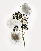 Deodorant Refill Stick